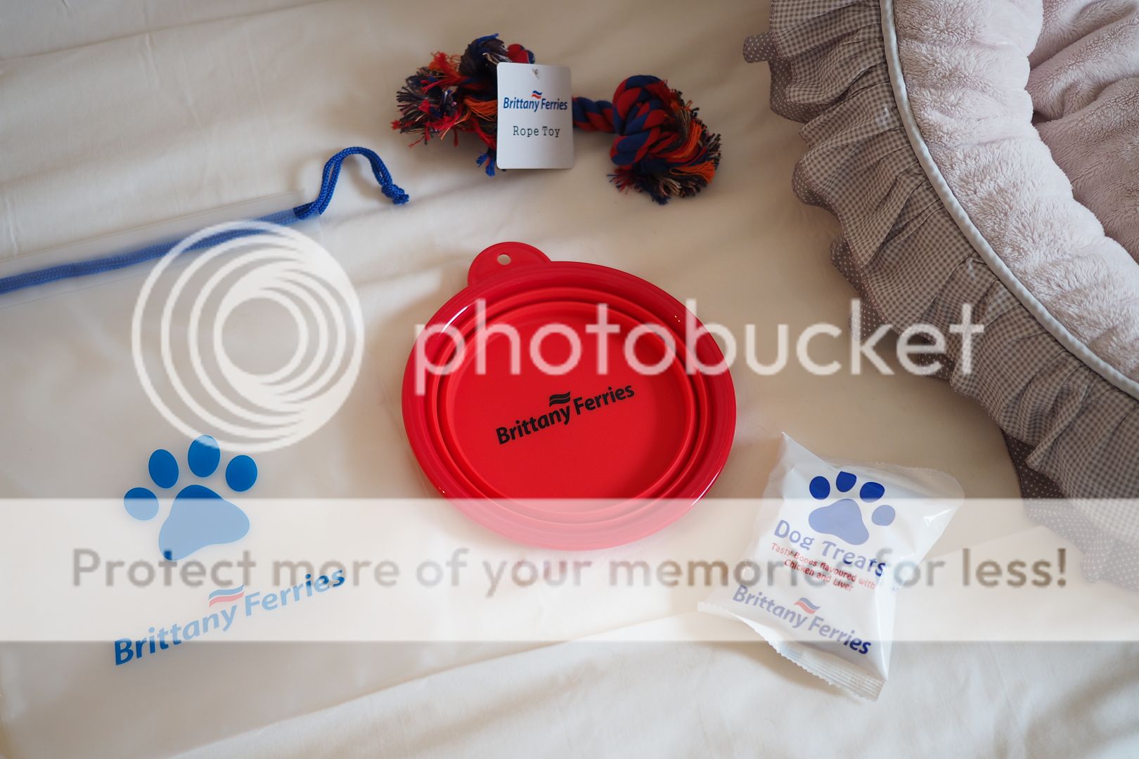  photo brittany ferries dogs pet friendly.jpg