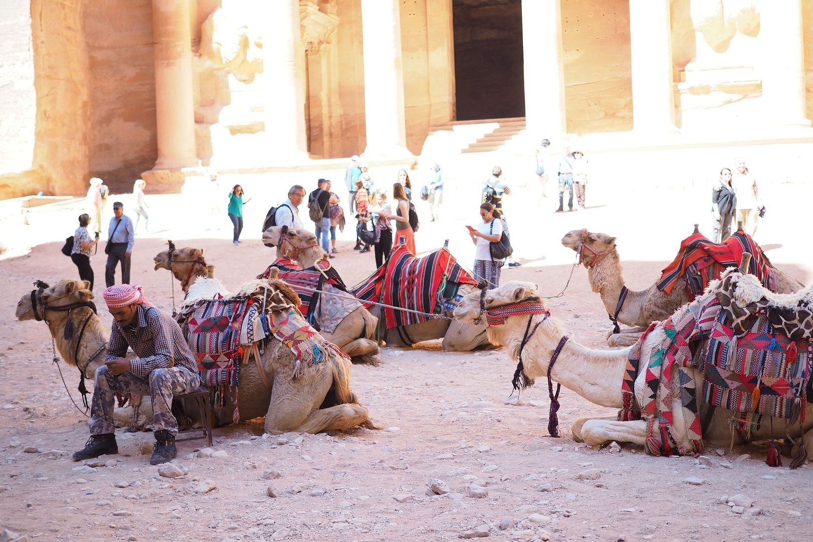 photo camellos desierto jordania jordan camels.jpg