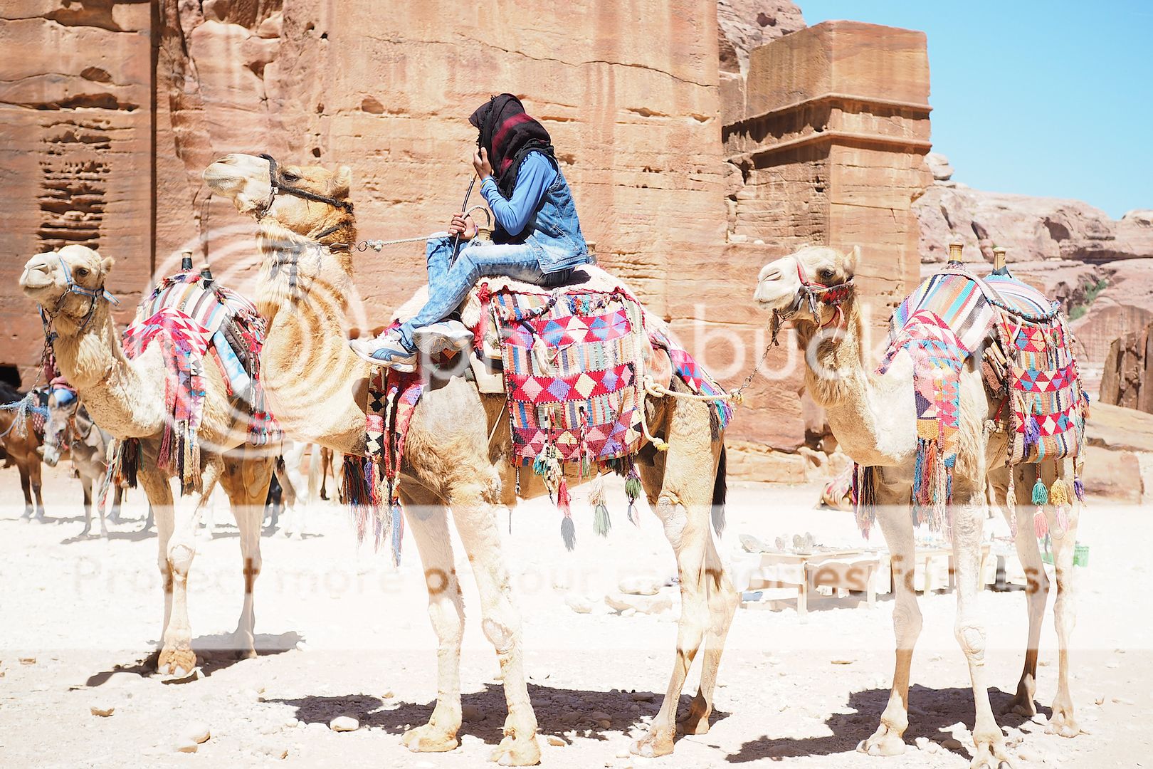  photo desierto camellos petra jordania jordan .jpg