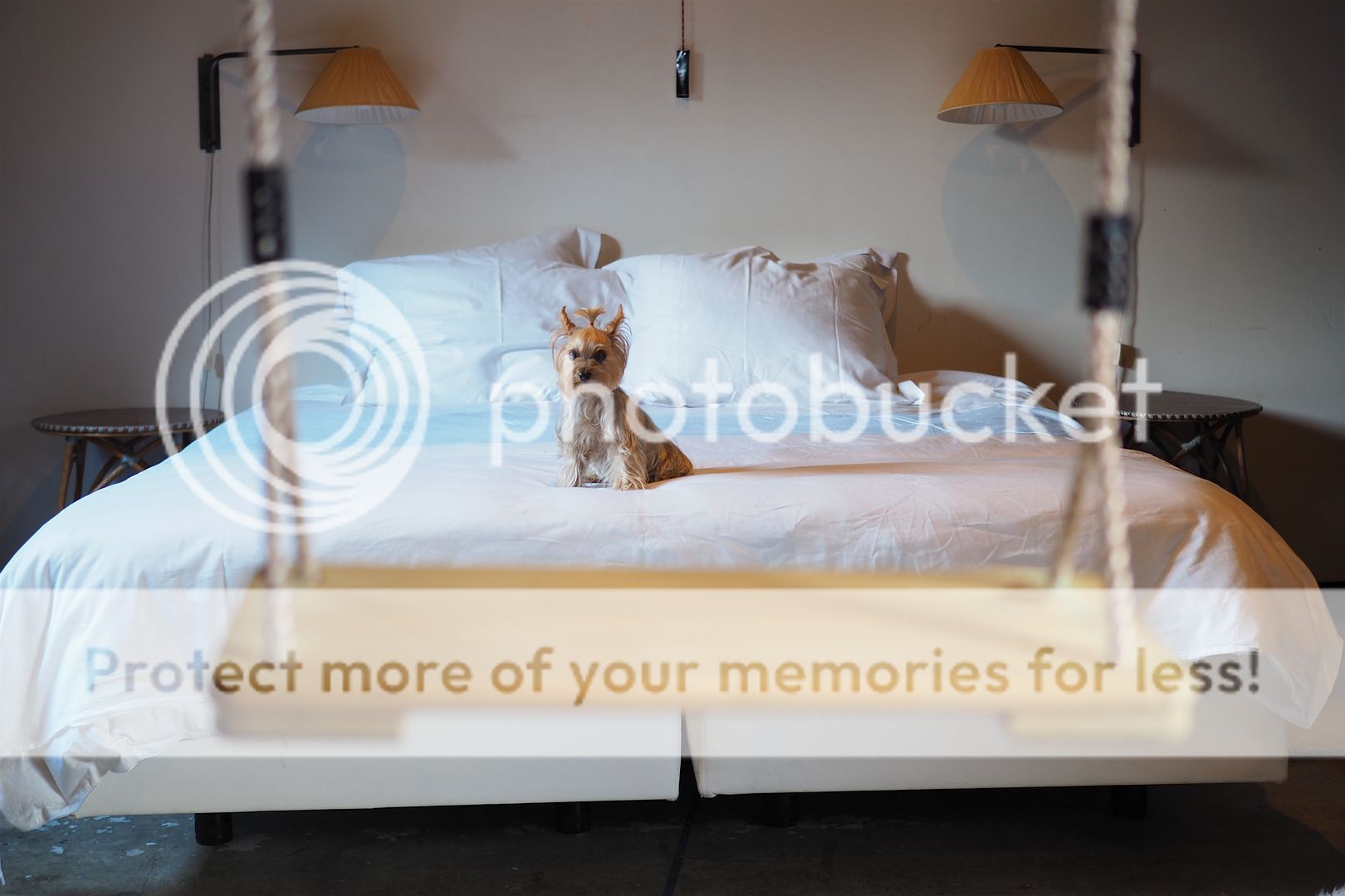  photo hoteles con mascotas en amsterdam petfriendly hotels.jpeg