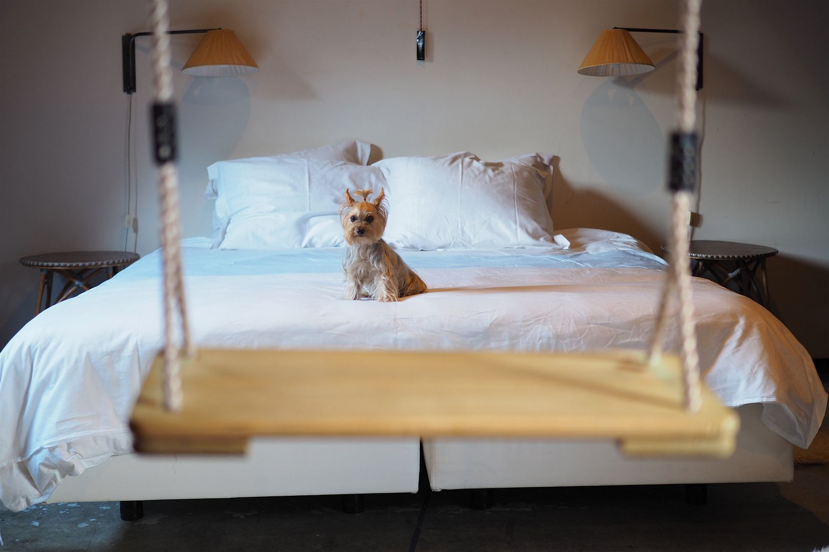  photo hoteles con mascotas en amsterdam petfriendly hotels.jpeg